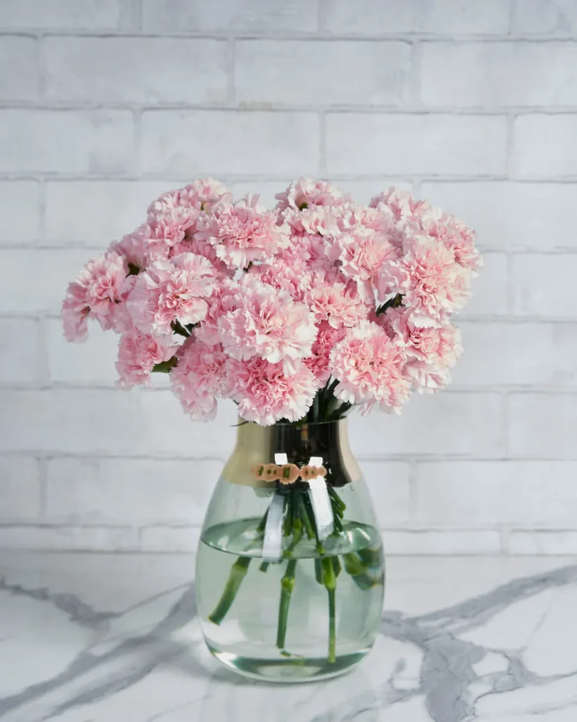 Sweetie Carnation Light Pink