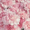 Sweetie Carnation Light Pink Details