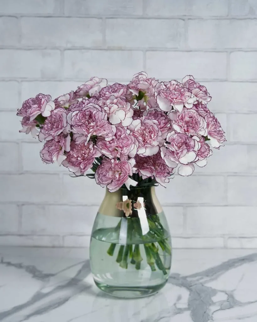 Sweetie Carnation Purple