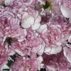 Sweetie Carnation Purple Details