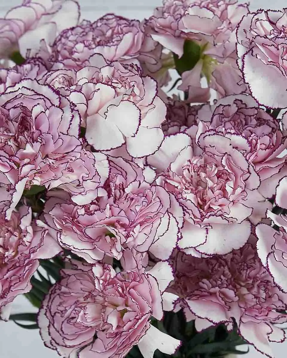 Sweetie Carnation Purple Details