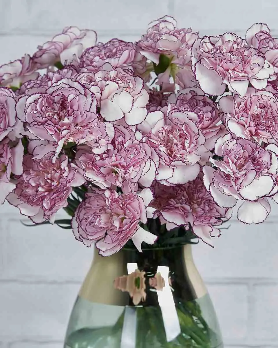 Sweetie Carnation Purple Details Details2