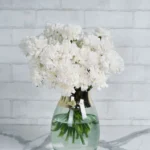 Sweetie Carnation White