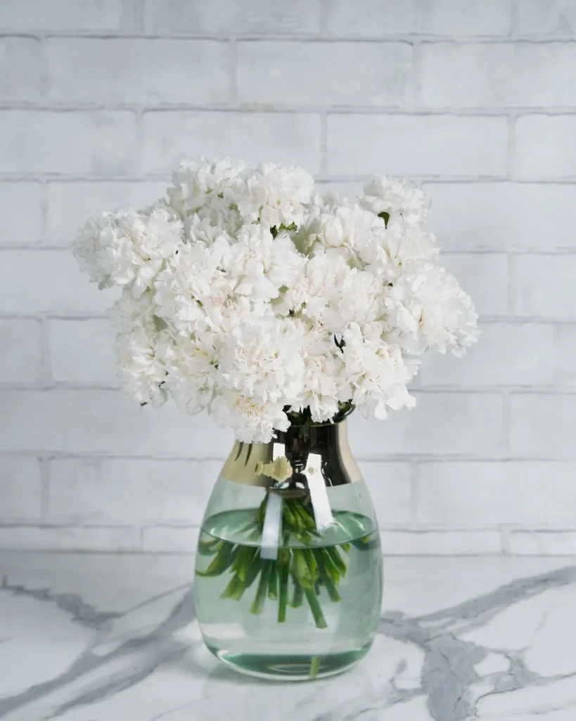 Sweetie Carnation White