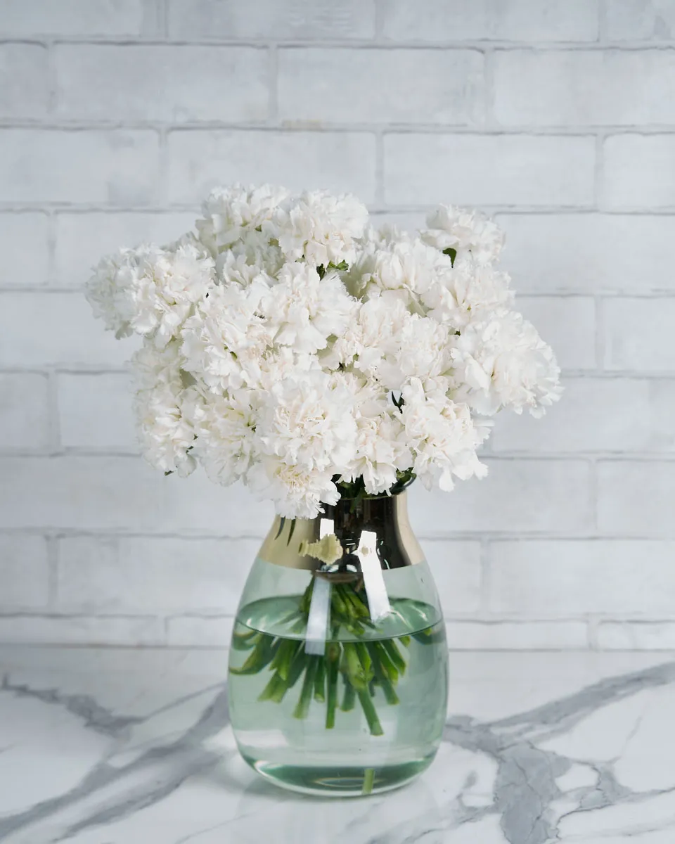 Sweetie Carnation White