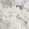 Sweetie Carnation White Details