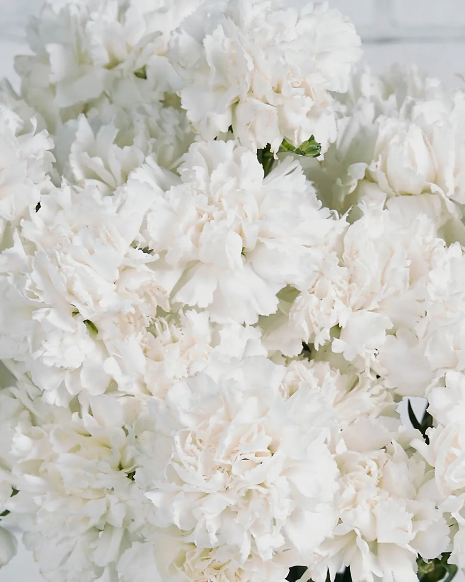 Sweetie Carnation White Details