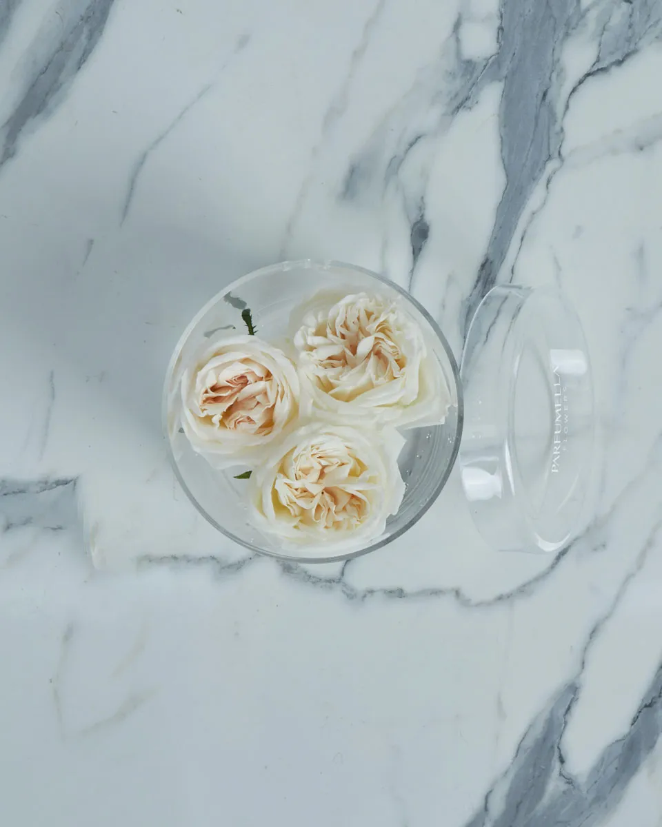 Triple Ohara White  Details2