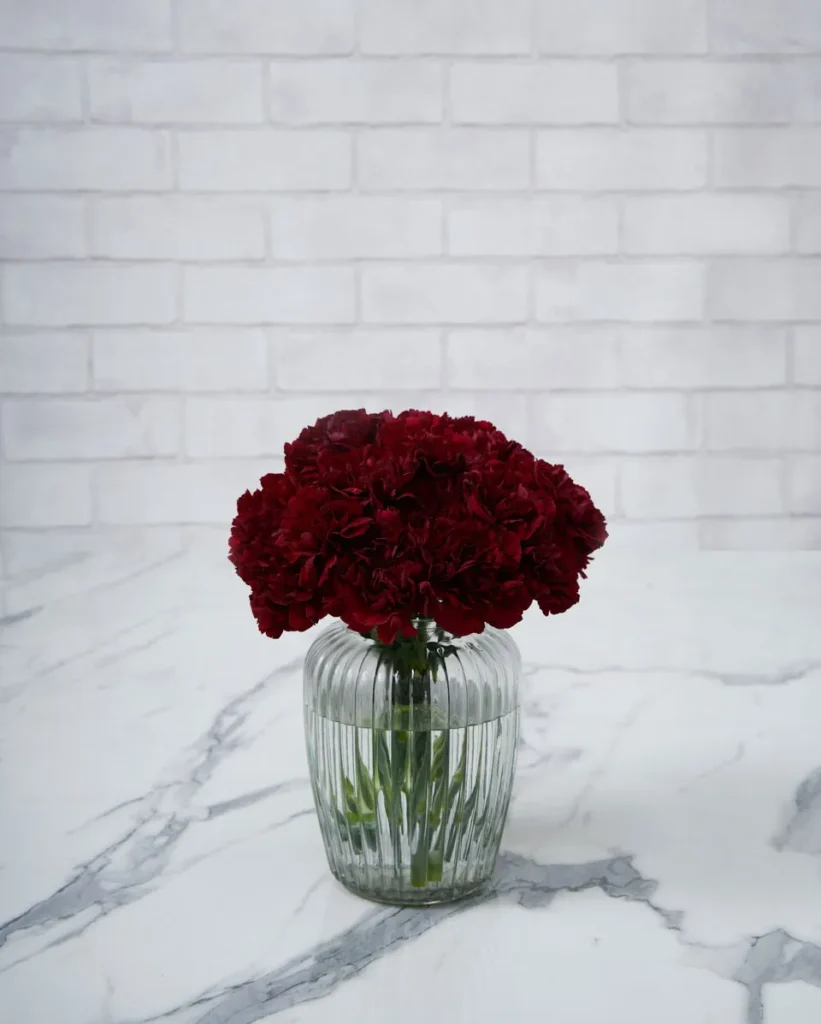 dainty carnation red