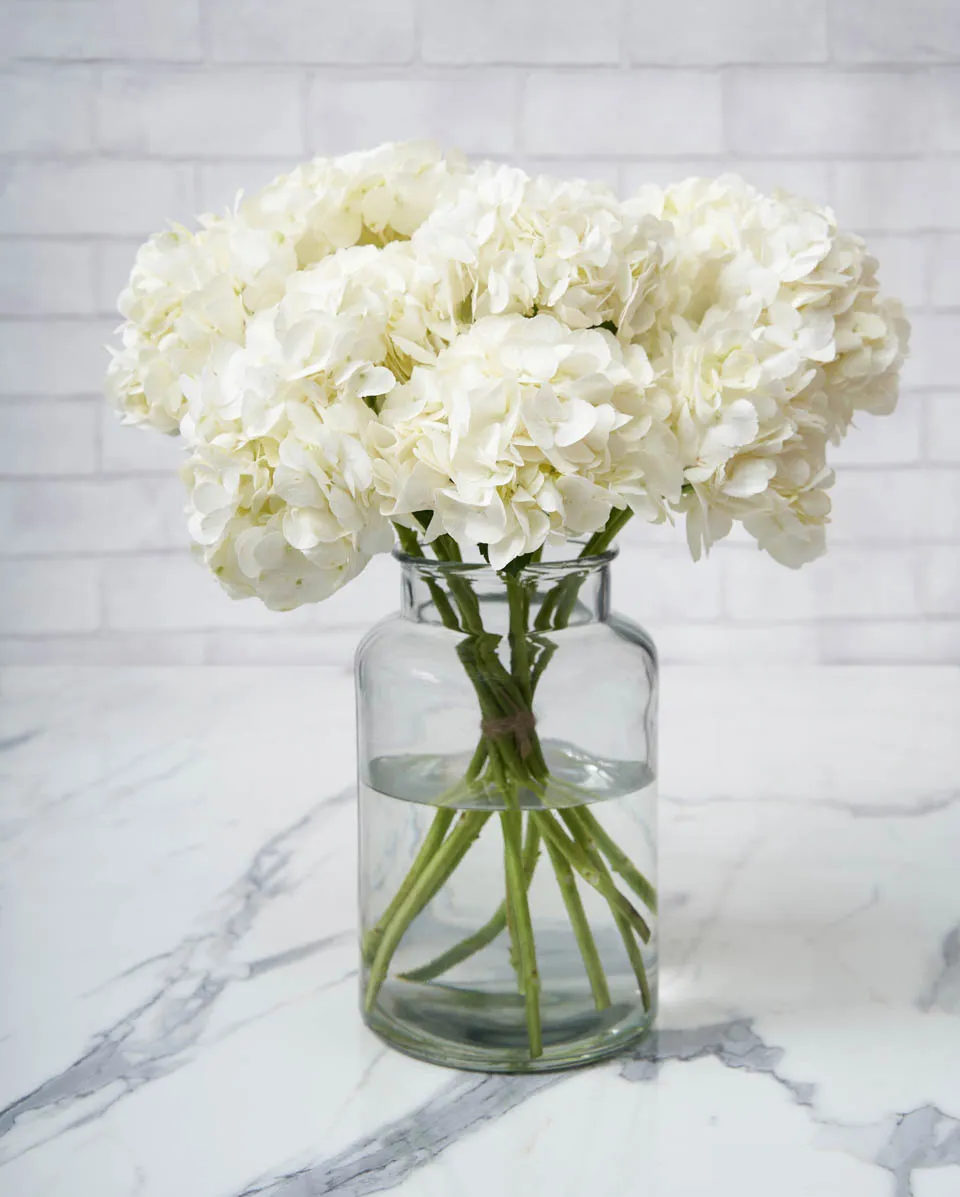 dramatic hydrangea ice age