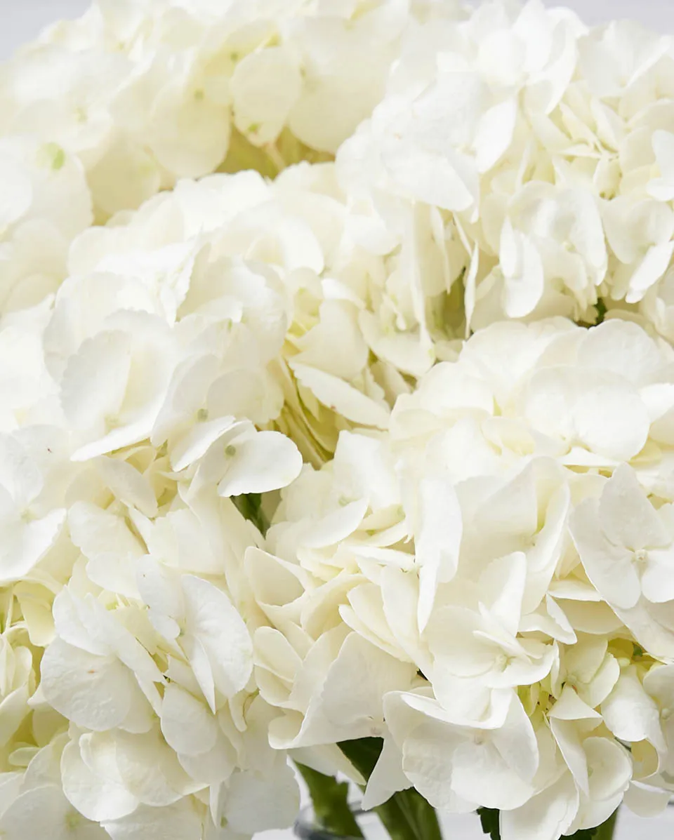 dramatic hydrangea ice age Details