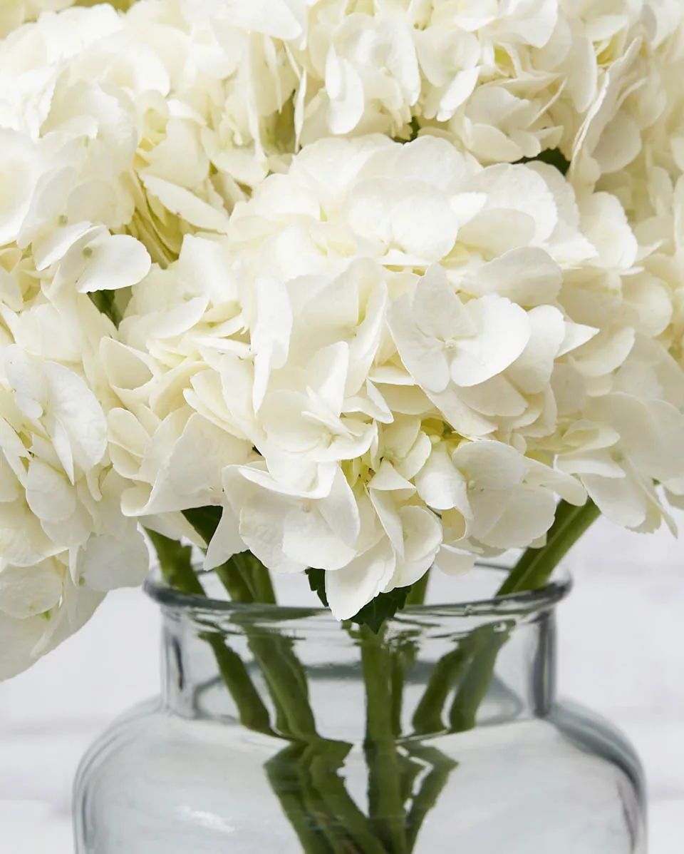 dramatic hydrangea ice age Details2