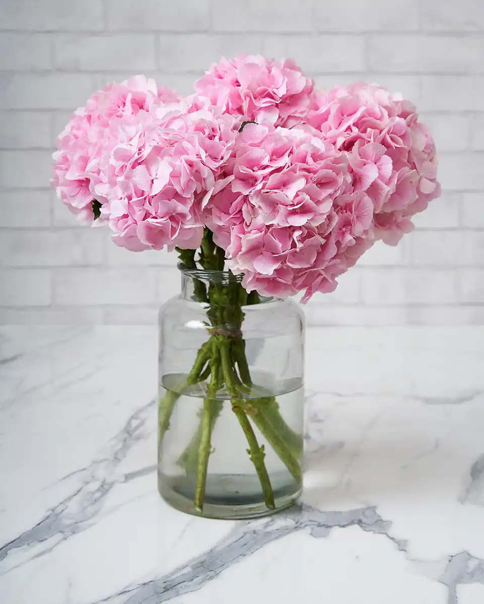 dramatic hydrangeas  Pink