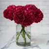 dramatic hydrangeas ruby red