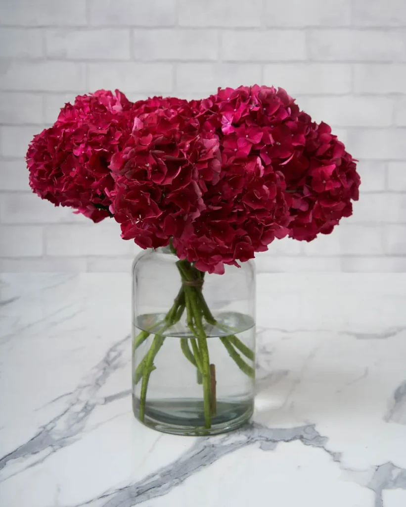 dramatic hydrangeas ruby red