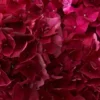dramatic hydrangeas ruby red Details