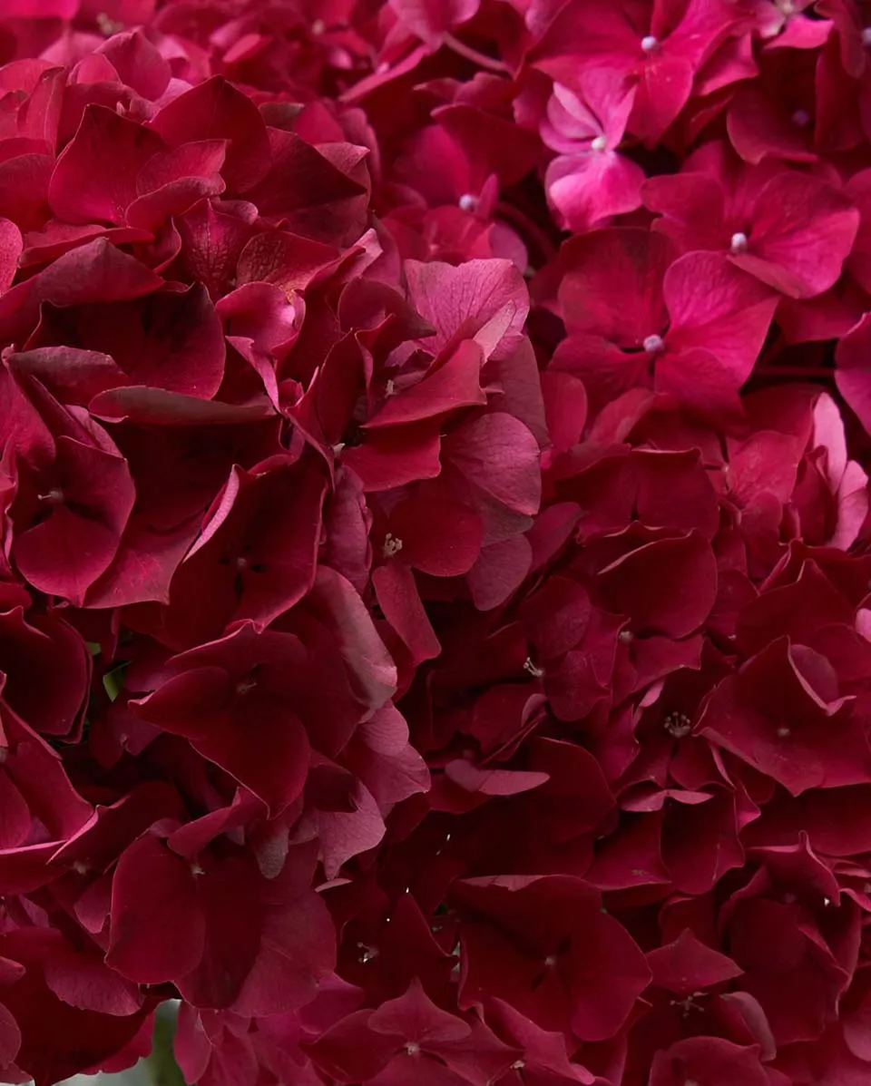 dramatic hydrangeas ruby red Details