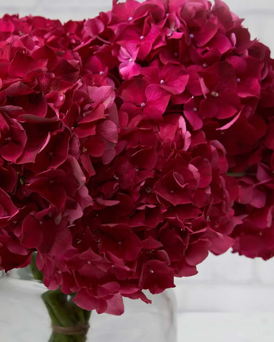 dramatic hydrangeas ruby red Details2
