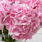 dramatic hydrangeas verena pink