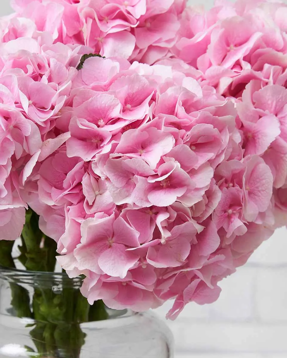 dramatic hydrangeas verena pink