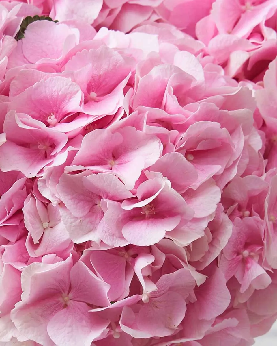 dramatic hydrangeas verena pink Details