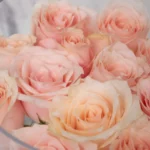 peachy roses detailed 2