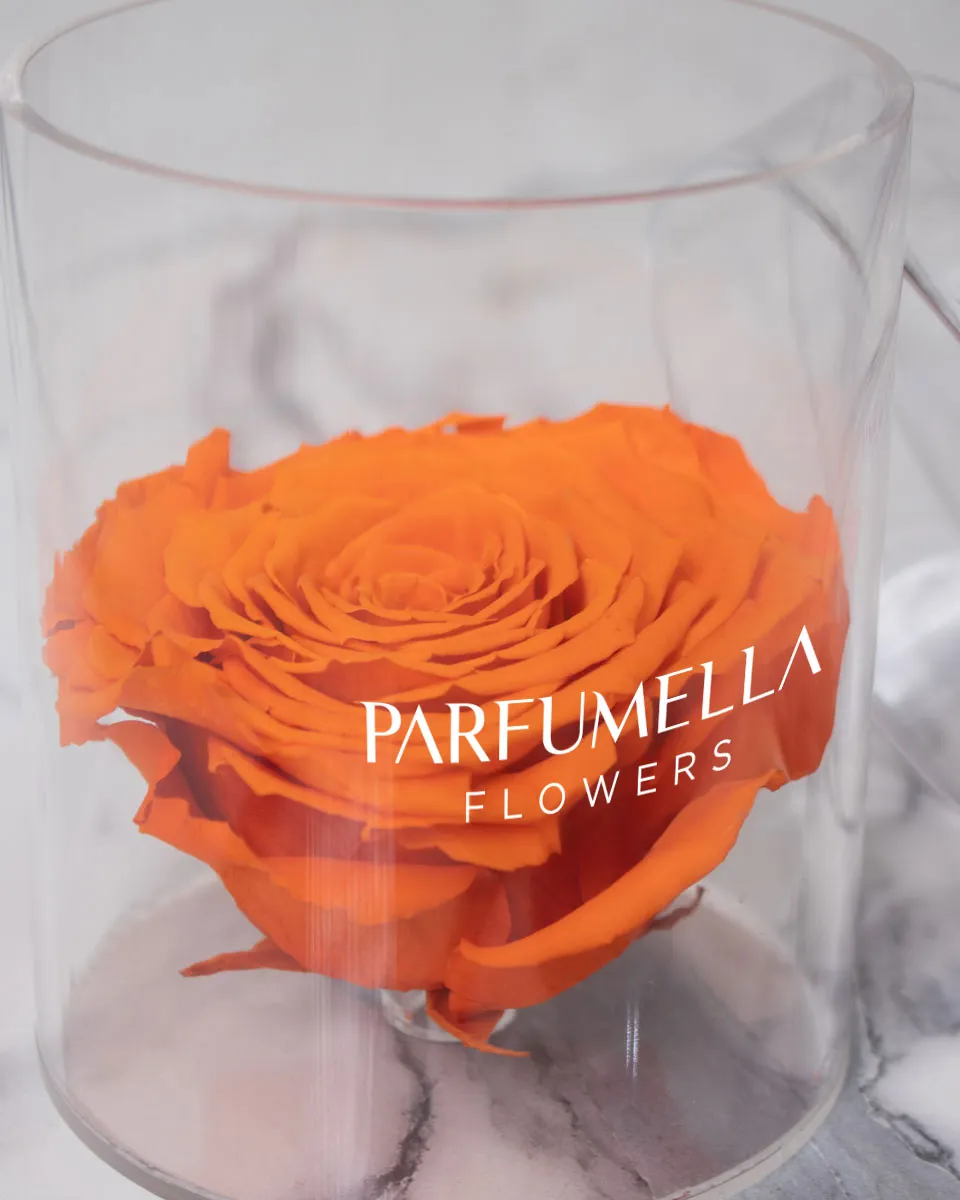 tangerine rose detailed