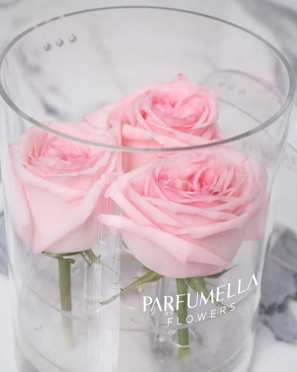 triple pink ohara detailed 1