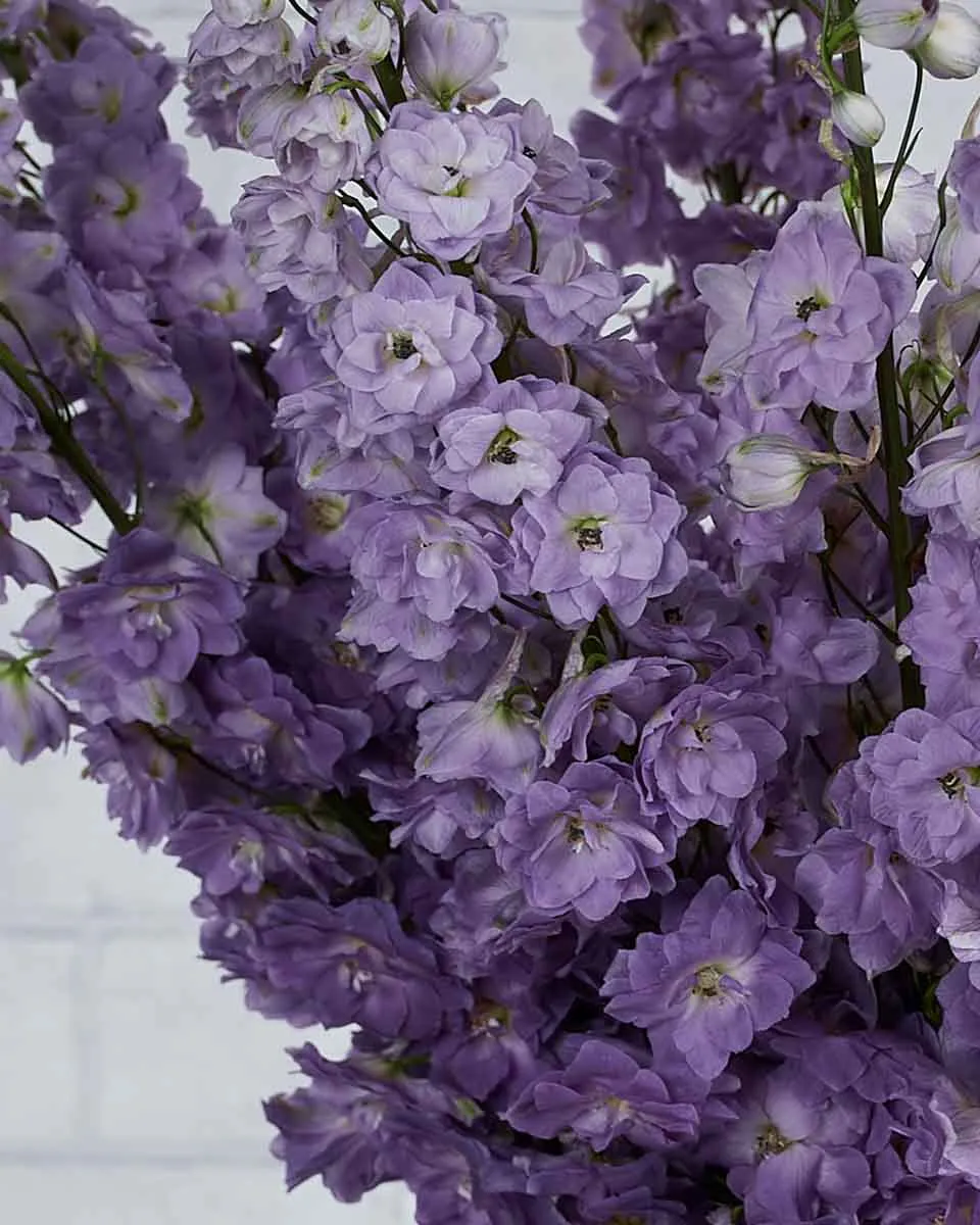 whimsical delphinium Magenta Pink Mojo detailed 1