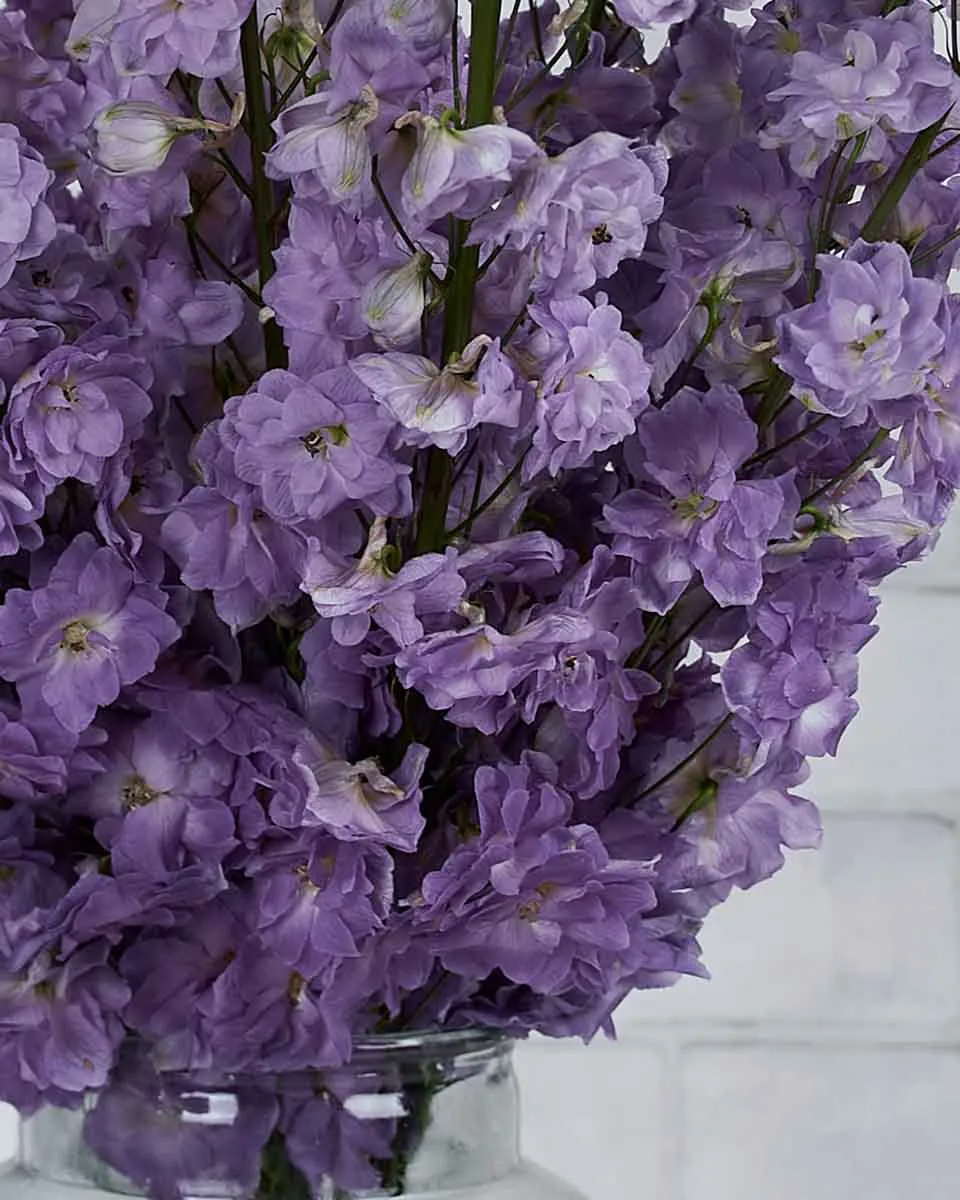 whimsical delphinium Magenta Pink Mojo detailed 2