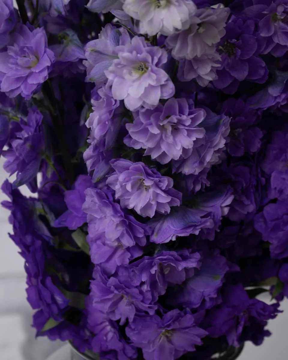 whimsical delphinium purple detailed 1
