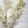 whimsical delphinium white detailed 2