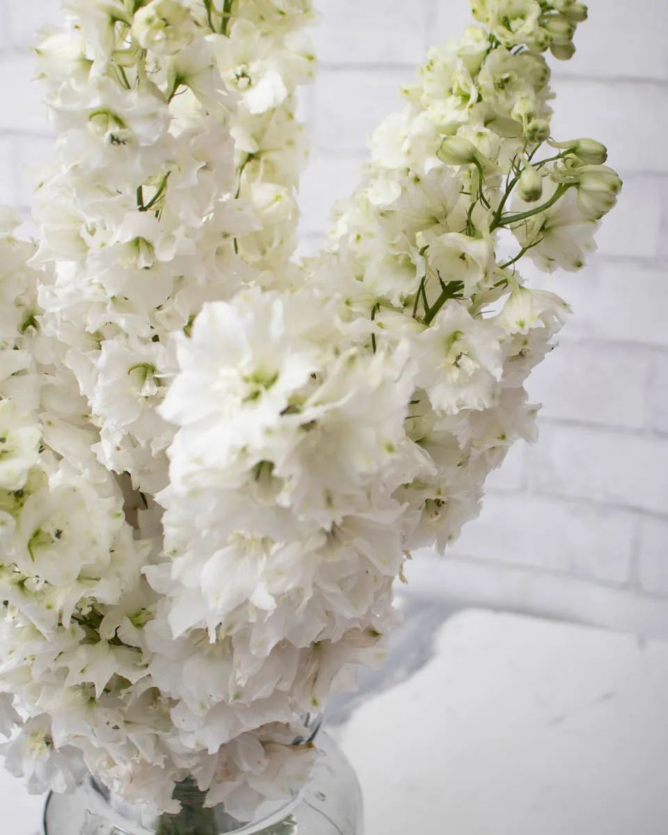 whimsical delphinium white detailed 2