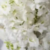 whimsical delphinium white detailed 3