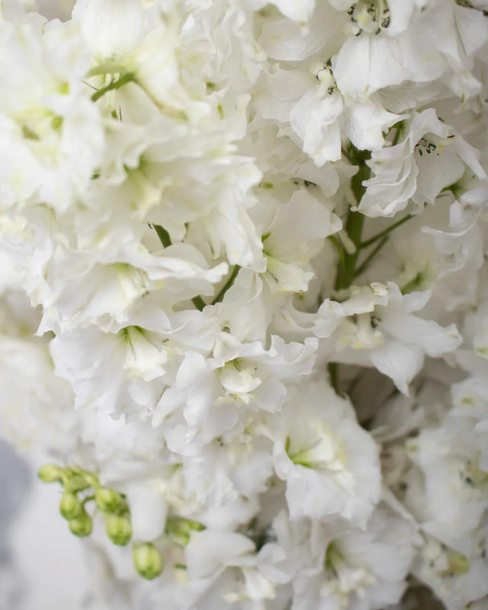whimsical delphinium white detailed 3