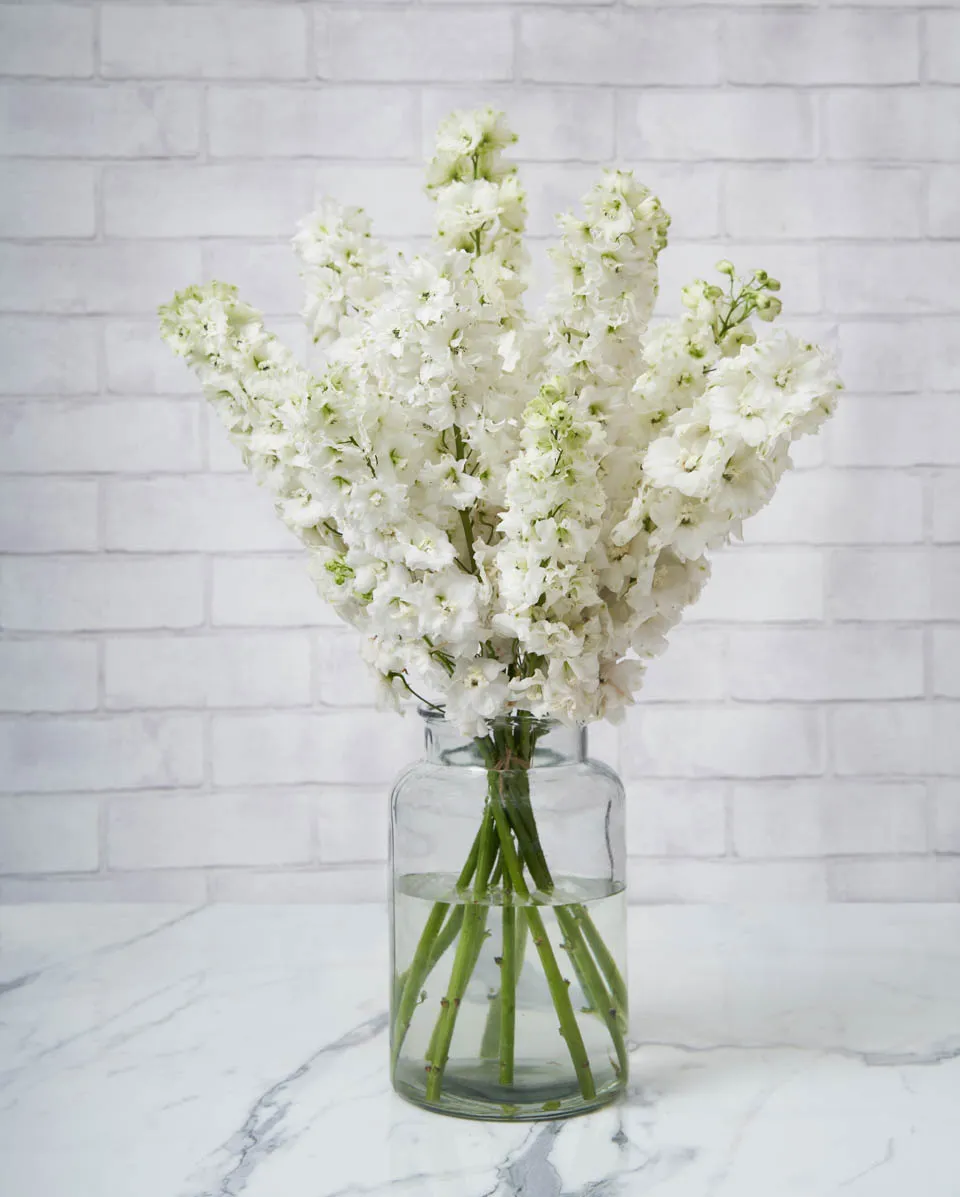 whimsical delphinium white