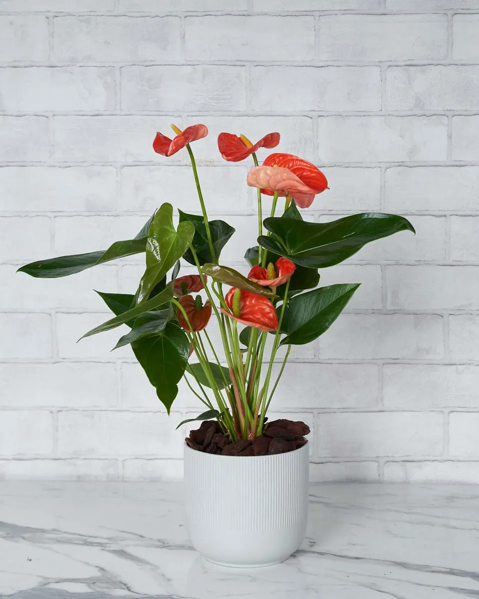 Anthurium Beauty