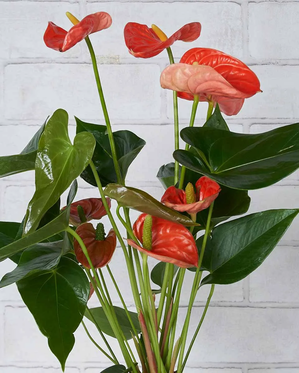 Anthurium Beauty Details