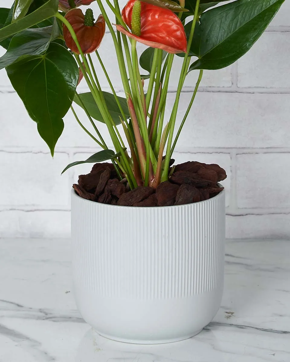 Anthurium Beauty Details2