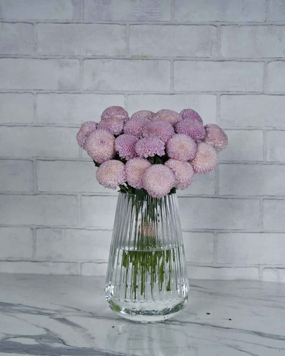 Chrysanthemum Charm  Pink