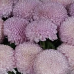 Chrysanthemum Charm  Pink Details2
