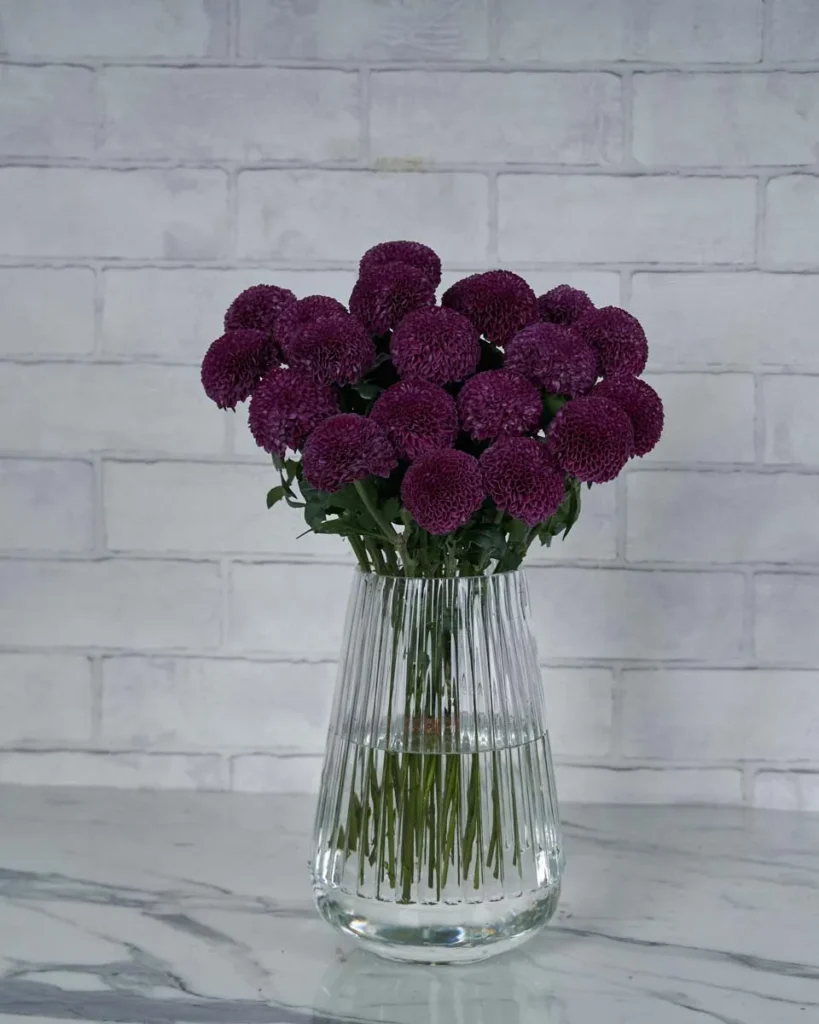 Chrysanthemum Charm  Purple