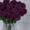 Chrysanthemum Charm  Purple Details