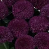 Chrysanthemum Charm  Purple Details2