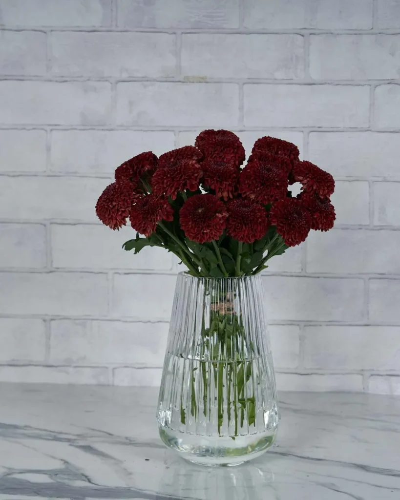 Chrysanthemum Charm  Red