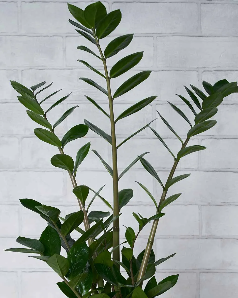 Easy Breezy  Details