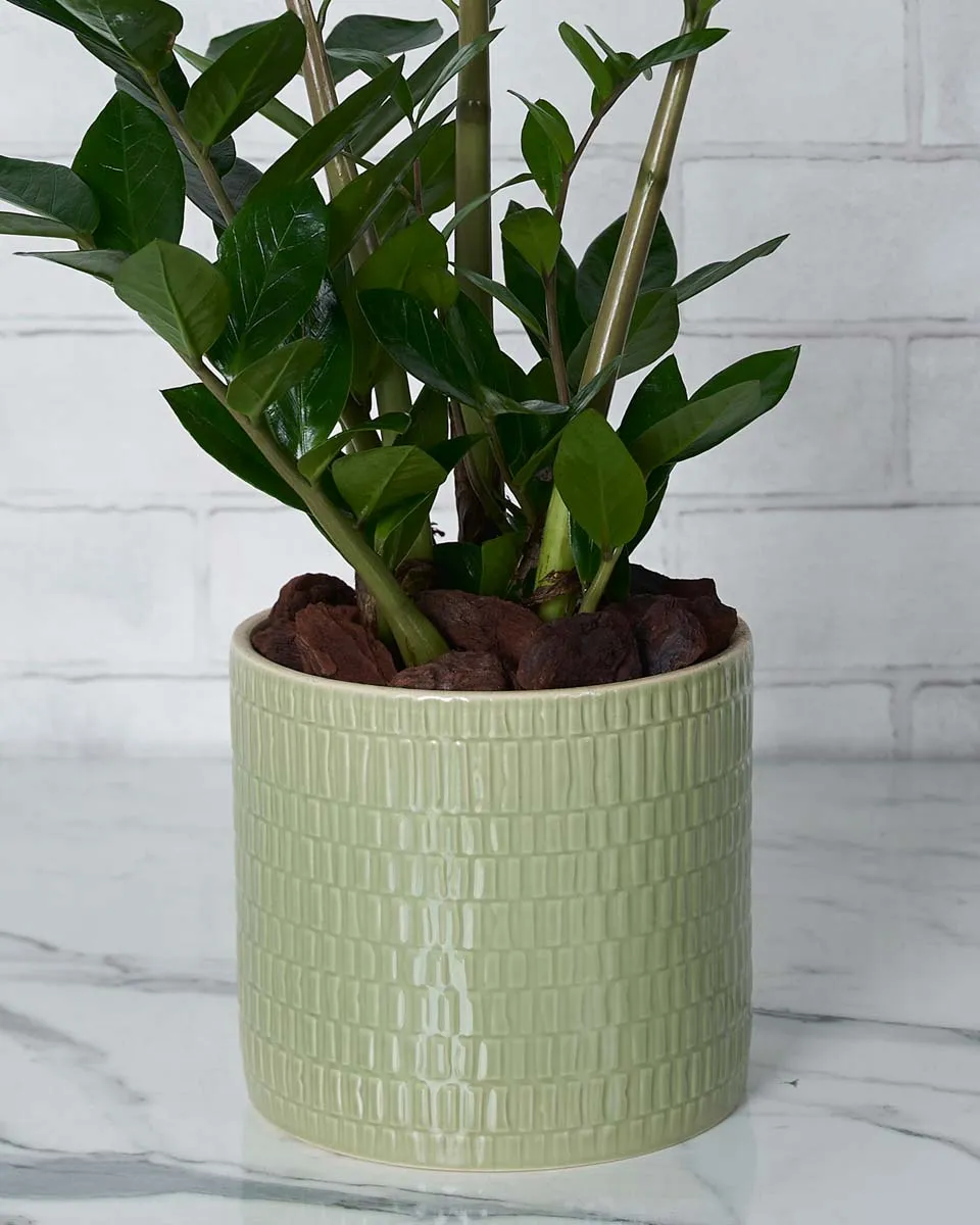 Easy Breezy  Details2