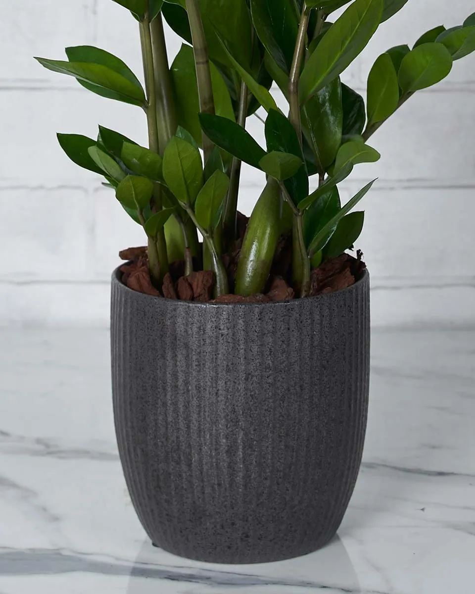 Eternity Plant Details