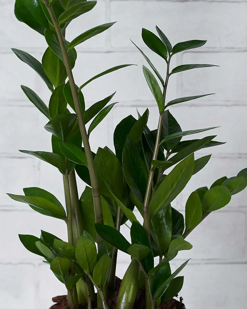 Eternity Plant Details2