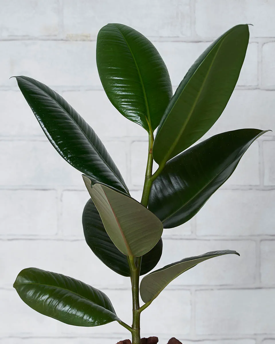 Fabulous Ficus  Details